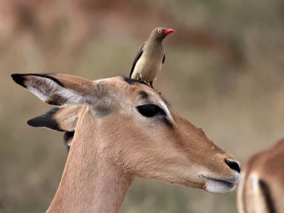 Red-billed Oxpecker resting on an impala