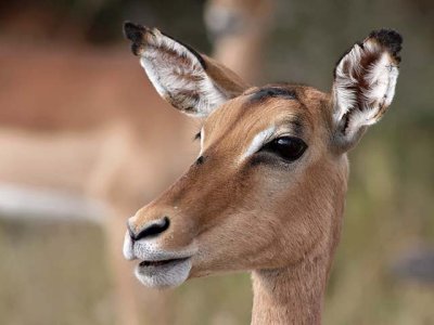 Impala