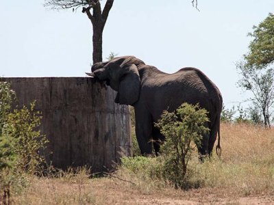 Elephant drinking from a reservoir