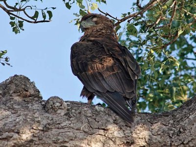 One-eyed Eagle - could be a juvenile Bateleur