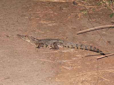 Crocodile, soaking up the warmth of the road