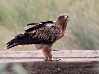 Young Tawny Eagle