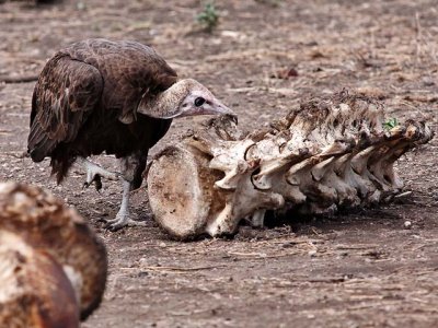 Hooded Vulture