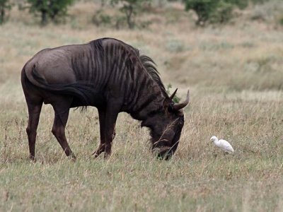 Wildebeest and Yellow-billed Egret, seeing eye to eye