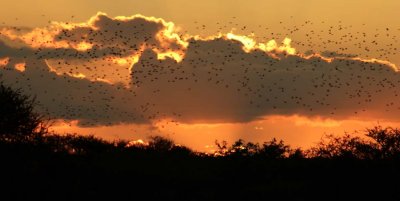Swarming birds at dusk