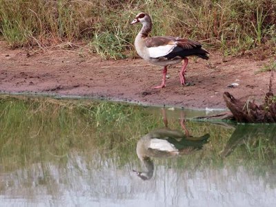 Egyptian Goose