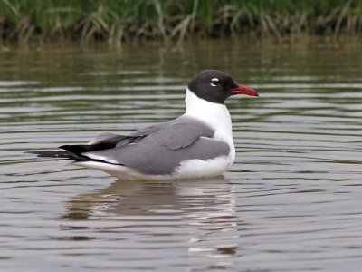 Laughing Gull