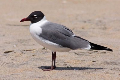 Laughing Gull