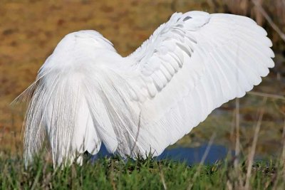 Great Egret wing spread