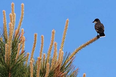 Eastern Kingbird