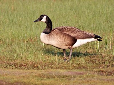 Canada Goose