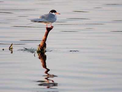 Common Tern