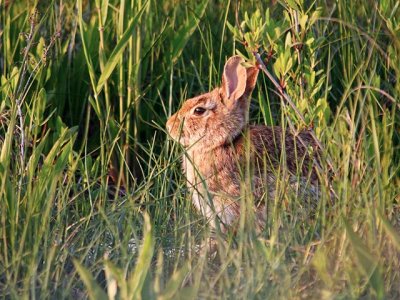 Hare