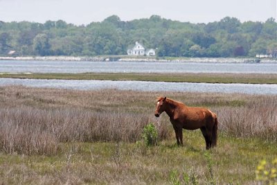 Wild Horse