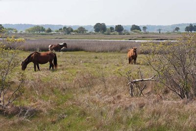 Wild Horses