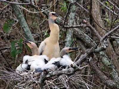 Anhinga Young