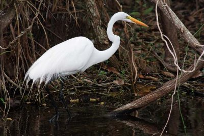 Great Egret