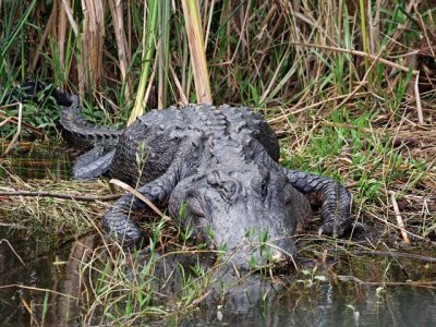 Alligator