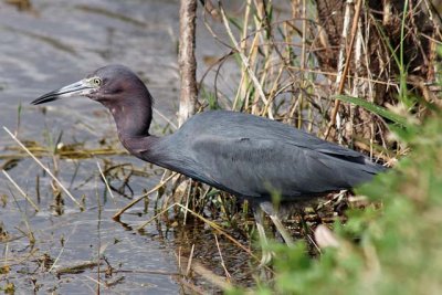 Little Blue Heron