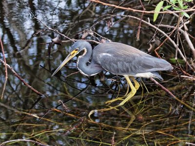 Tricolored Heron