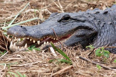 Alligator