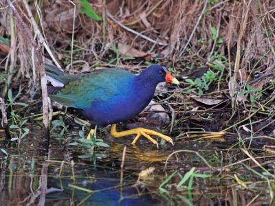 Purple Gallinule