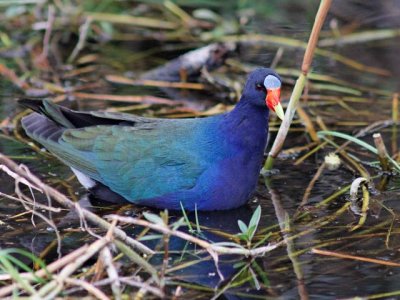 Purple Gallinule