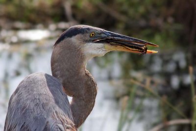 Great Blue Heron getting ready to swallow a fish