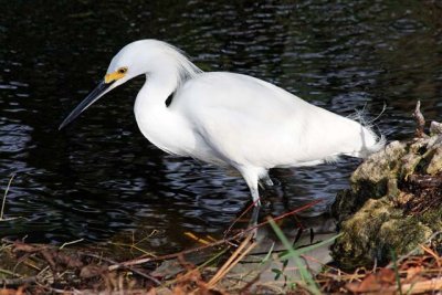 Snowy Egret