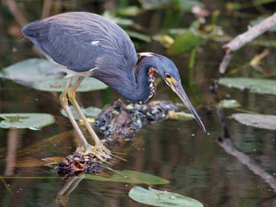 Tricolored Heron