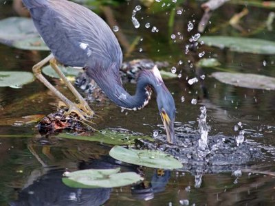 Tricolored Heron