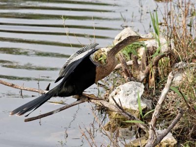 Anhinga