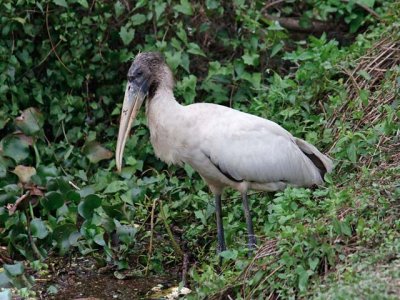Wood Stork