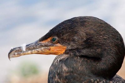 Double-Crested Cormorant