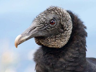 Black Vulture