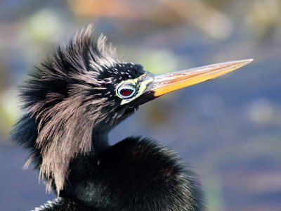 Anhinga