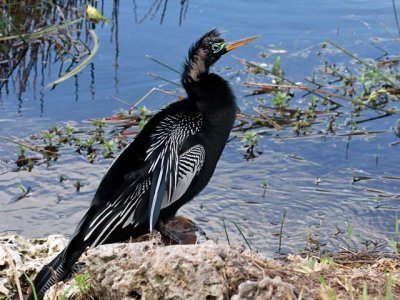 Anhinga