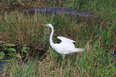 Great Egret sharing the stage with an Alligator