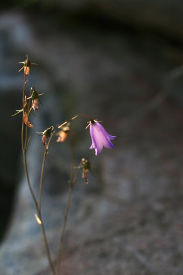 Purple flower on the rocks.JPG