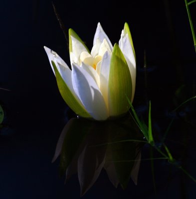 Water Lilly Reflection.jpg