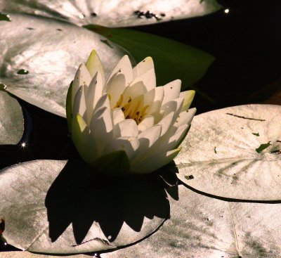 Water Lilly with Shadow.jpg