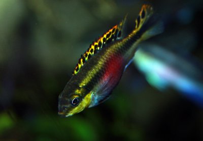 African Cichlid.jpg