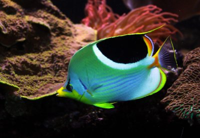 Tang sp.jpg