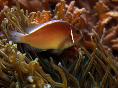 Fish 1.jpg