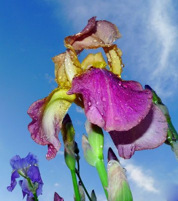 Purple and Yellow Iris.jpg