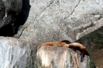 Stellars Sea Lions 1.jpg