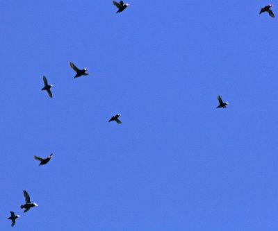 Flock of Puffins.jpg