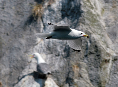 Red-leggged Kittiwake.jpg