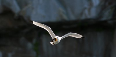 Red-leggged Kittiwake 2.jpg