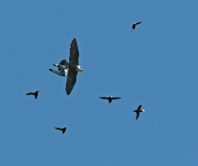 Peregrine Falcon 1.jpg